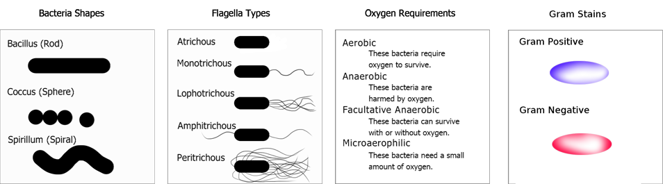 
							
								A graphic describing bacteria shapes, flagella types, oxygen requirements, and gram stains. Bacteria shapes: Bacillus (rod), coccus (sphere), spirillum (spiral). Flagella types: Atrichous (no flagella), monotrichous (one flagellum), lophotrichous (multiple flagella on one end only), amphitrichous (one flagellum on each end), peritrichous (multiple flagella on both ends). Oxygen requirements: Aerobic (these bacteria require oxygen to survive), anaerobic (these bacteria are harmed by oxygen), facultative anaerobic (these bacteria can survive with or without oxygen), microaerophilic (these bacteria need a small amount of oxygen). Gram stains: gram positive (bluish purple coloring), gram negative (reddish pink coloring).
							
							
